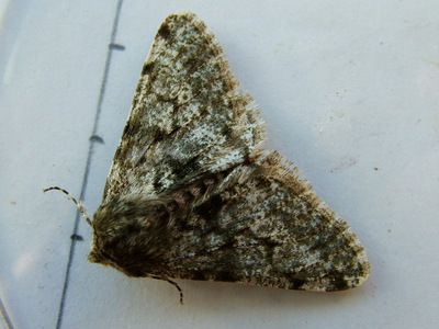 Pale Brindled Beauty